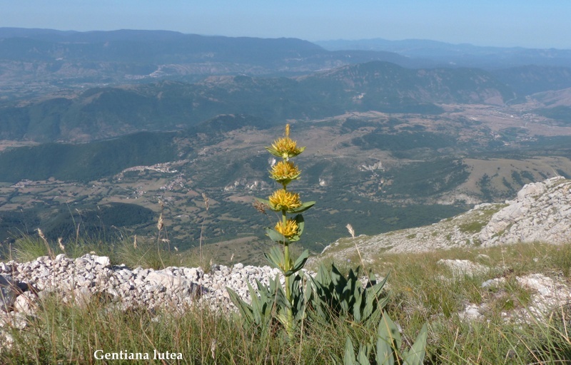 Monte Velino e Monti della Duchessa, le orchidee e la Natura  2024.